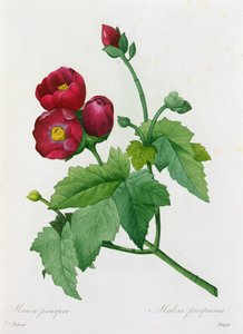 Malva Purpurea by Pierre Joseph Redouté