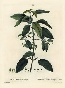 Maqui or Chilean wineberry, Aristotelia chilensis by Pierre Joseph Redouté