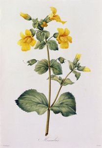 Mimulus