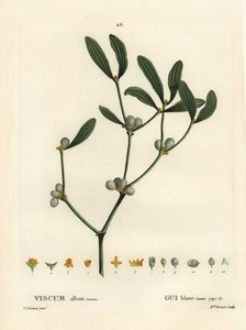 Mistletoe, Visum album by Pierre Joseph Redouté