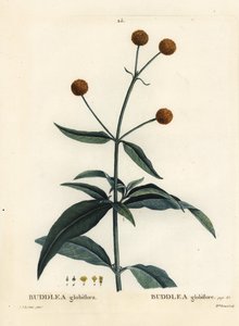 Orange-ball-tree or orange ball buddleja, Buddleja globosa (Buddlea globiflora). Handcoloured stipple engraving from Henri Louis Duhamel du Moncel