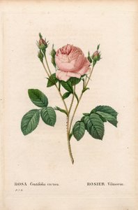Pink Vilmorin, Rosa centifolia Vilmorin