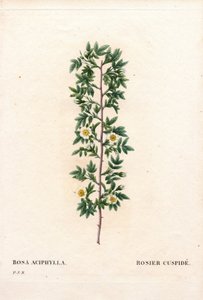 Pink cuspidate, Rosa canina variety by Pierre Joseph Redouté