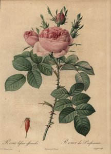 Pink Hybrid Rose, Rosa Bifera