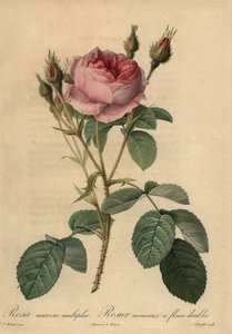 Pink moss rose, Rosa centifolia f. muscosa