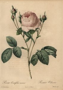 Pink rose, Rosa centifolia carnea