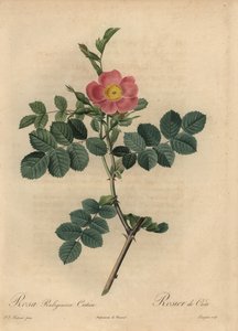 Pink sweetbriar rose, Rosa rubiginosa