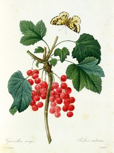 Redcurrants