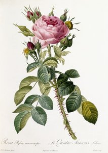 Rosa Bifera macrocarpa by Pierre Joseph Redouté
