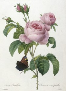 Rosa Centifolia, from Choix Des Plus Belle Fleurs et des Plus Beaux Fruits, 1827