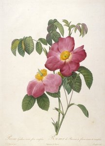 Rosa Gallica rosea flore simplici, from La Couronne Des Roses, 1817-24