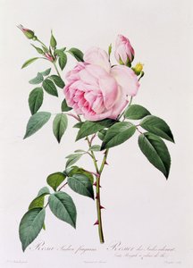 Rosa Indica Fragans