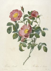 Rosa Pumila, from La Couronne Des Roses, 1817-24