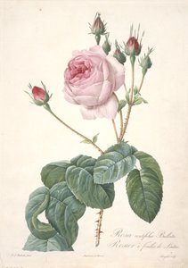 Rosa centifolia Bullata, from Les Roses, 1817-24 by Pierre Joseph Redouté