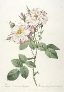 Rosa damascene variegata, from La Couronne des Roses, 1817-24 by Pierre Joseph Redouté