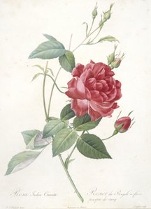 Rosa indica cruenta, from Les Roses, 1817-24 by Pierre Joseph Redouté
