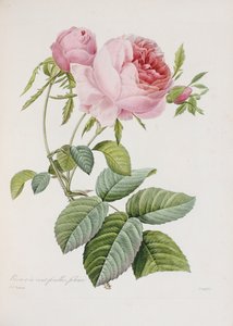 Rose, engraved by Eustache Hyacinthe Langlois