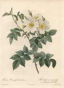 Rosier a short style, variete with yellow and white flowers - from an illustration by Pierre Joseph Redoute, extract from Les Roses by Pierre Joseph Redouté
