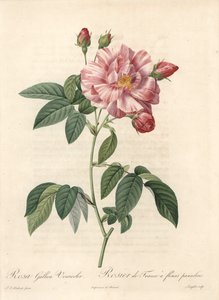 Rosier de France ou rose de Provins, variete versicolor - Etching by Langlois, from an illustration by Pierre Joseph Redoute (1759-1840), extract from Les Roses