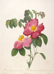 Provins Rose from La Couronne de roses