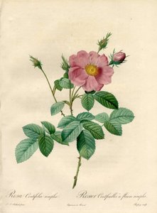 Hundred Leaves Rose with Simple Flowers - Engraving by Chapuy, from an Illustration by Pierre Joseph Redoute, from Les Roses