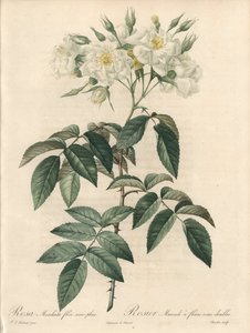 Musk Rose with Double Flowers - Illustration by Pierre Joseph Redoute, Extract from Les Roses
