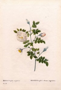 Silver-Flowered Rose