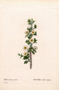Thousand-Spined Rose, Rose Myriacantha, Rose a Thousand-Spines. Handcoloured Stipple Copperplate Engraving from Pierre Joseph Redoute