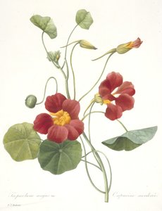 Tropaeolum majus (Garden Nasturtium), 1827 by Pierre Joseph Redouté