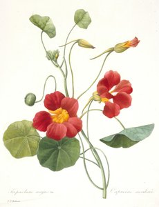 Tropaeolum majus Garden Nasturtium by Pierre Joseph Redouté
