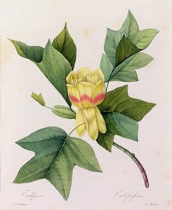 Tulipifera by Pierre Joseph Redouté