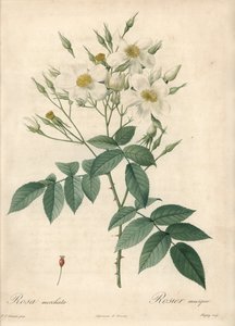 White Flowers Musque Rose by Pierre Joseph Redouté