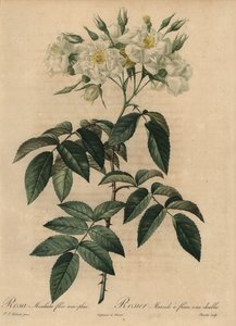 White musk rose, Rosa moschata