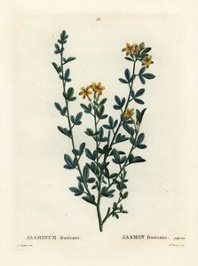 Wild or Yellow Jasmine, Jasminum fruticans by Pierre Joseph Redouté