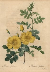 Yellow rose, Rosa eglanteria
