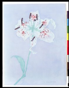 Lily, after 1921