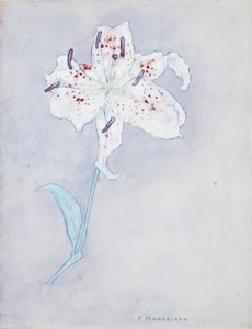 Lily, c.1920-25