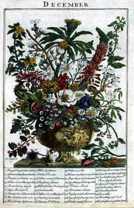 December, from The Flower Garden Displayed by Robert Furber, engraved by James Smith, pub. 1732 by Pieter (after) Casteels