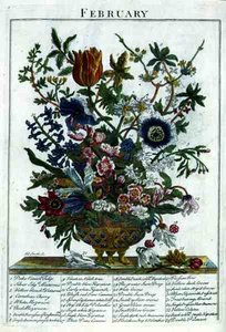 February, from The Flower Garden Displayed by Robert Furber, engraved by James Smith, pub. 1732 by Pieter (after) Casteels