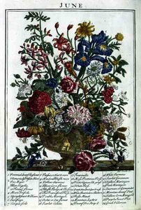 June, from The Flower Garden Displayed by Robert Furber, engraved by James Smith, pub. 1732 by Pieter (after) Casteels