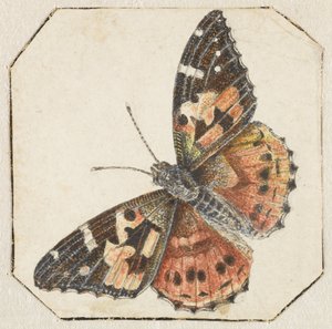 Painted Lady (Vanessa cardui)