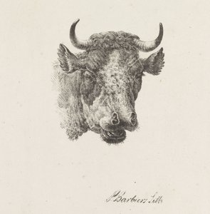 Bull