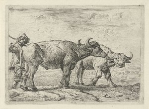 Two Buffaloes and a Shepherd (series title: Various Animals)