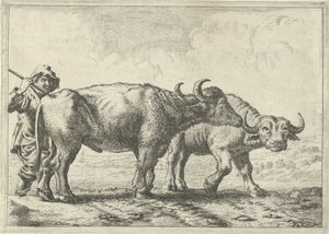 Two Buffaloes and a Shepherd
