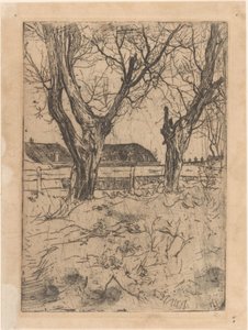 Two Pollard Willows in Front of a Fence