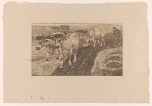 Four plowing oxen