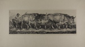 Plowing Oxen