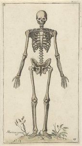 Male Skeleton Seen from the Front (series title: Anatomical Studies) by Pieter Feddes van Harlingen