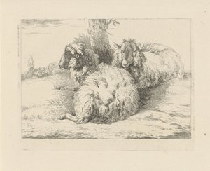 Lying Sheep, Sheep and Goats (series title)