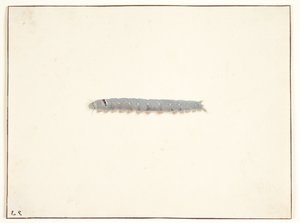 A Night Moth Larva by Pieter Holsteijn